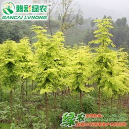 苗木 生命的起點與希望的象征