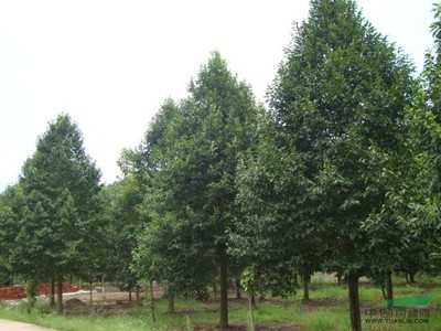河南苗木花木園林苗圃場的發展與前景