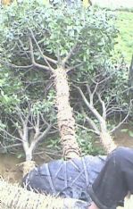 綠化苗木產品介紹與欣賞 120 苗木圖片信息詳解