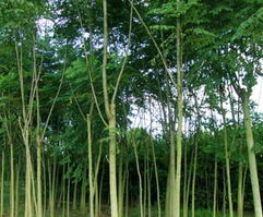 沭陽苗木產業新星 新河鎮飛翔苗木園藝場的綠色發展與經營之道