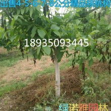 朝陽產(chǎn)業(yè)中的綠色明珠 果樹綠化苗木的發(fā)展與應用