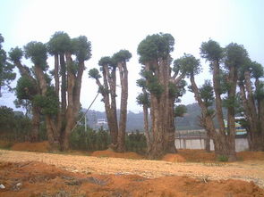 百年幽香出深山——探訪湖南精品深山含笑苗圃基地與優質供應鏈