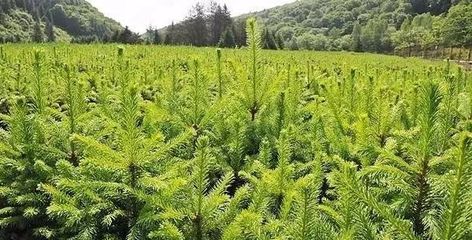 苗木管理八字秘訣 領會便能減少損失
