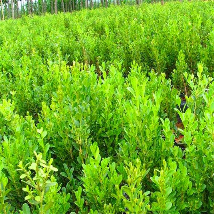 庭院綠化首選 瓜子黃楊——四季常青的耐寒綠籬植物