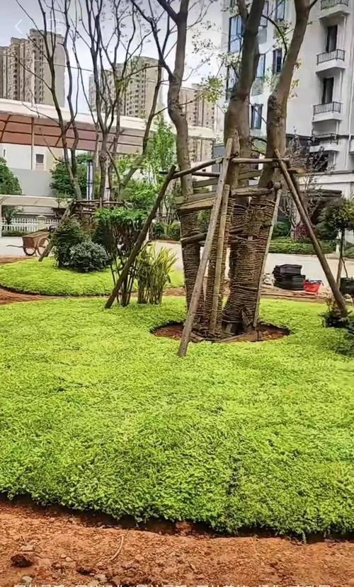 高寒地區園林綠化工程苗木實施注意事項